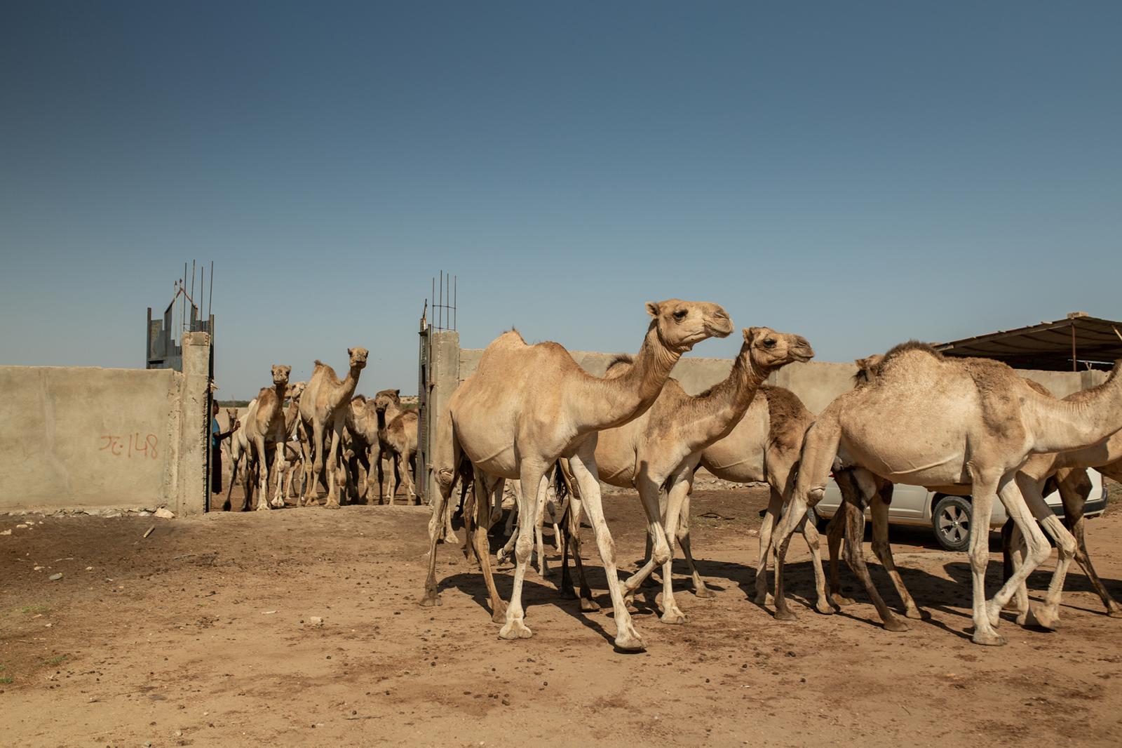 Camels being taken out of the f... or his workers in rural areas.