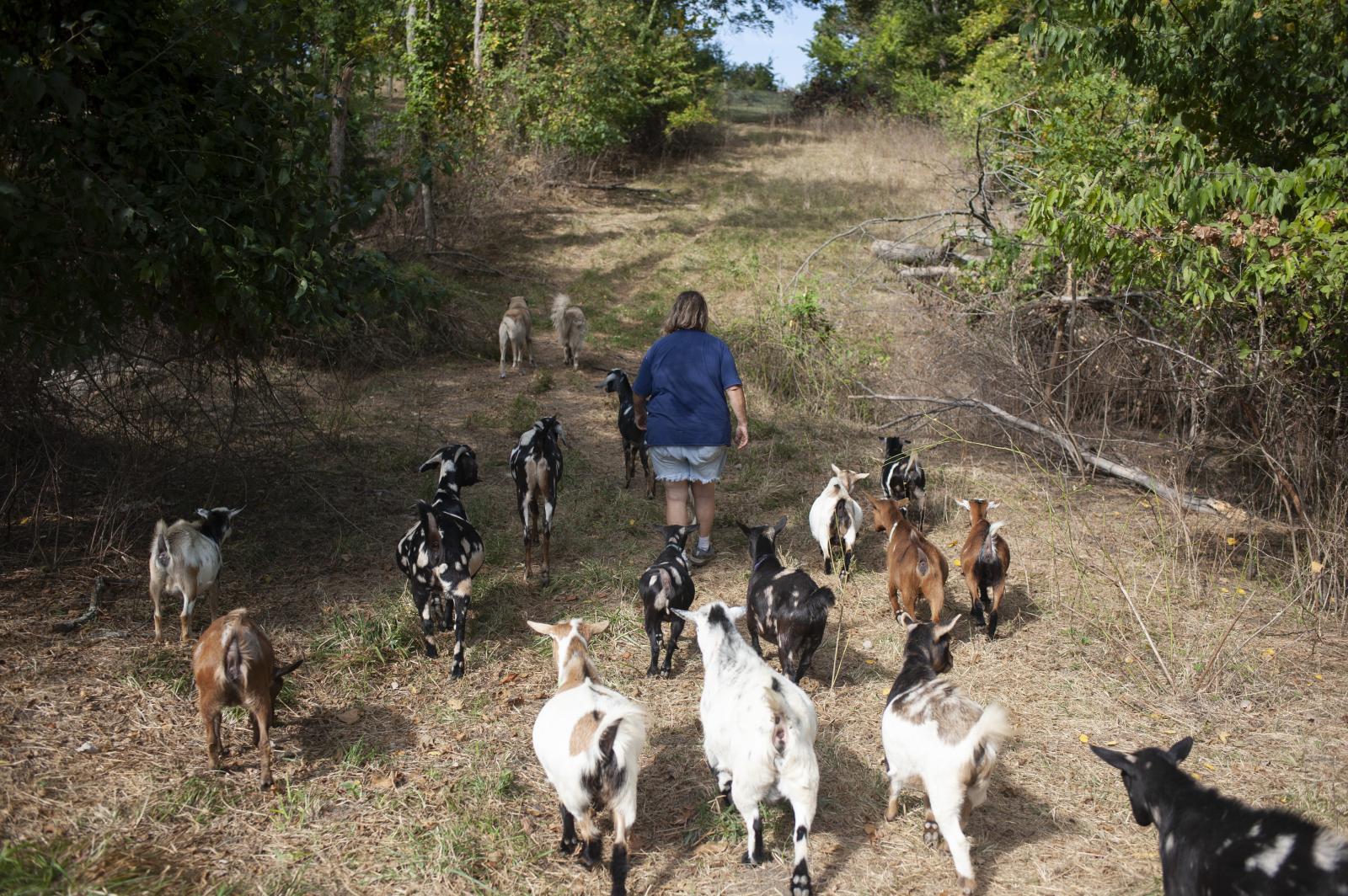Mary walks with goats on her 45...gs. north of Excelsior Springs 