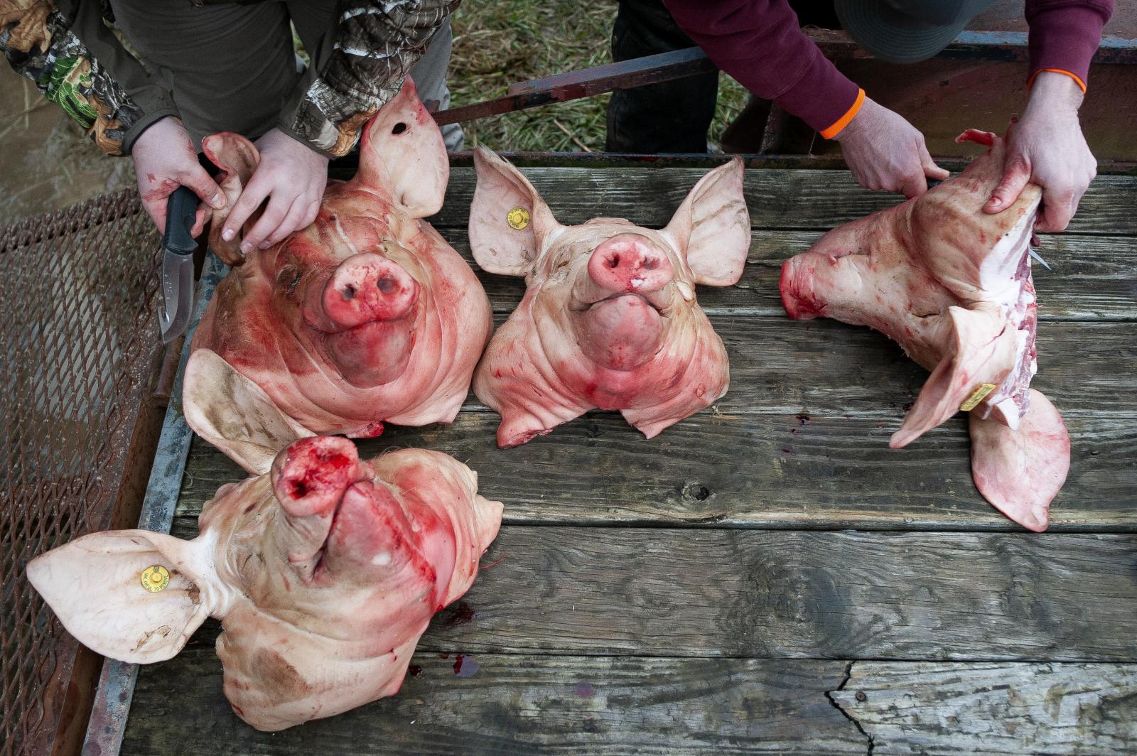 JD Jenkins of Marble Hill, Miss...recently decapitated hog heads.