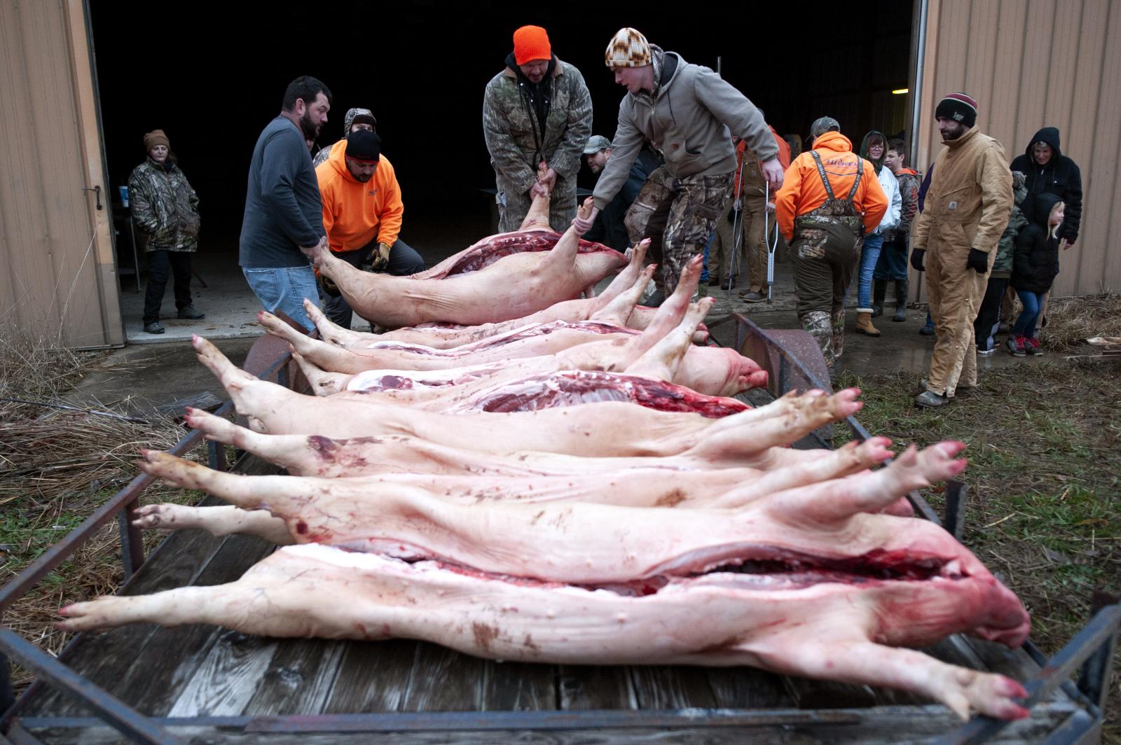 Handling hog from left: Nathan ...ks, pork chops, ribs and bacon.
