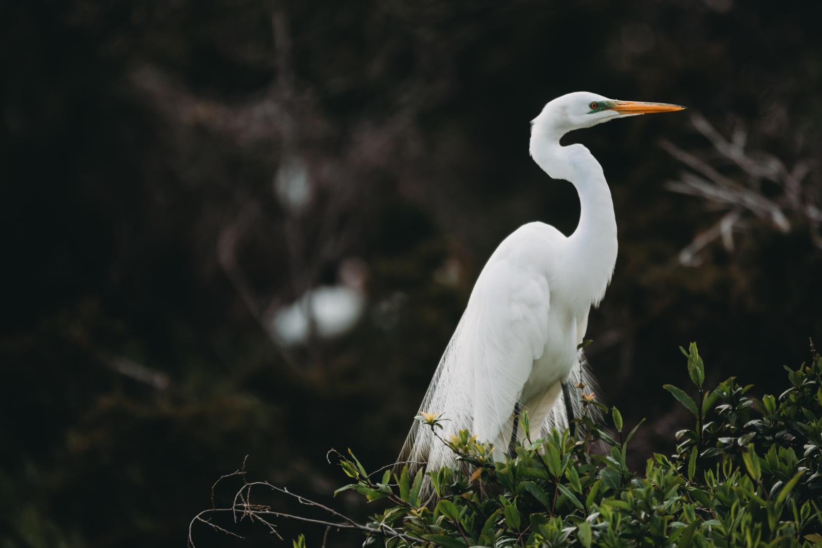 The great egret