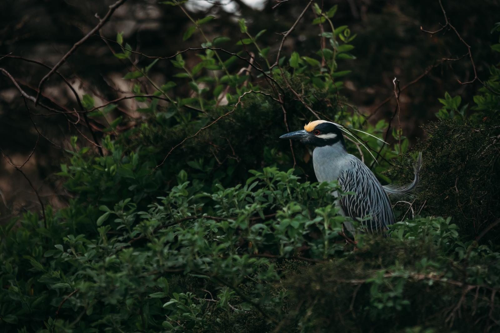 Night heron at dusk