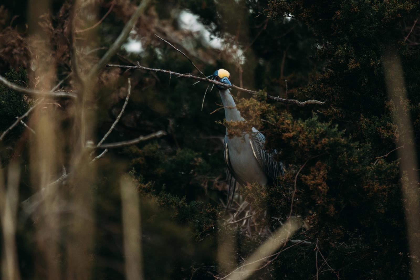 Night heron nesting in the marsh