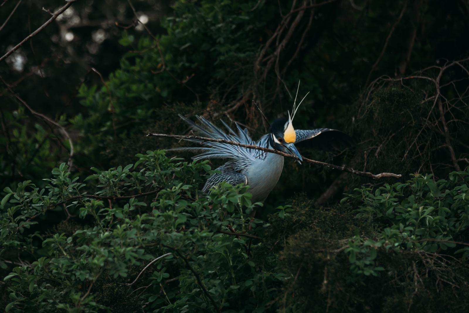 Night Heron making a nest