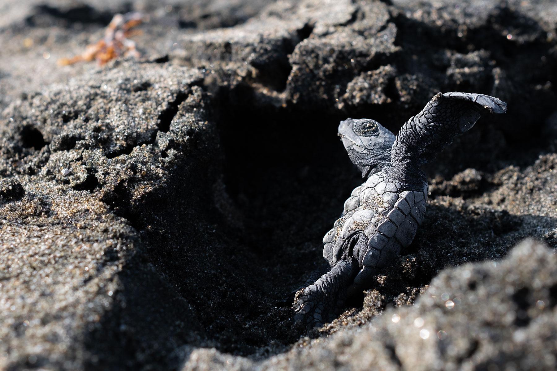 Reportage -   The birth of turtles  | Puerto Rico, Ecuador |   More, click here   