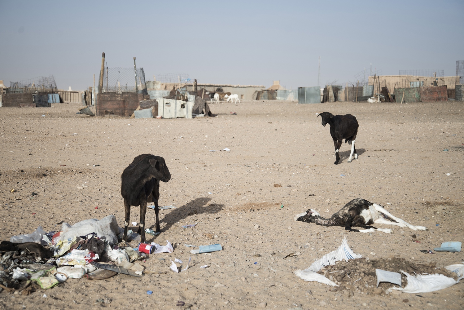 Behind The Wall, life of the Sahrawi -  A goat is about to eat from a pile of garbage that...