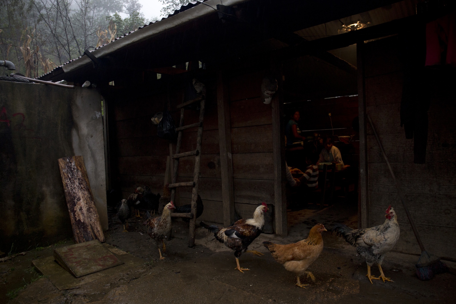 Calling the Midwife, In Chiapas -                   Chickens gather outside the kitchen of...