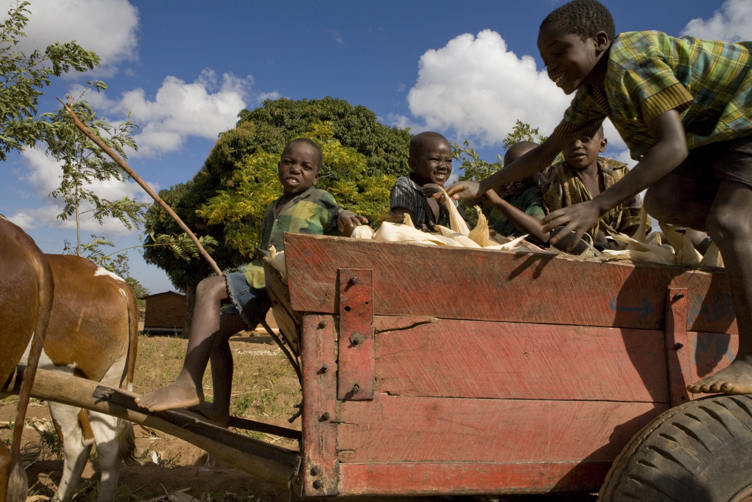 Agriculture in Malawi - 