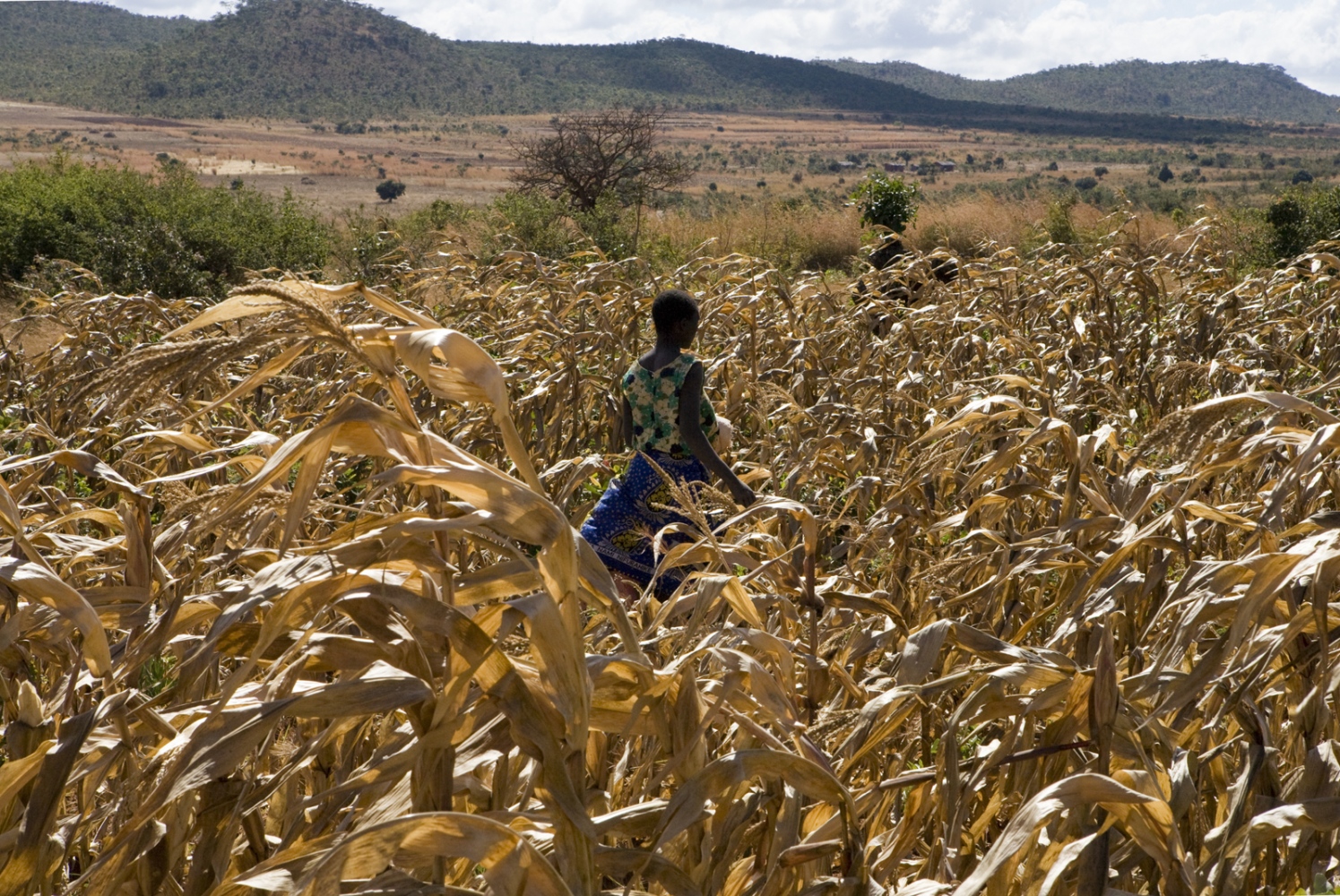 Agriculture in Malawi - 