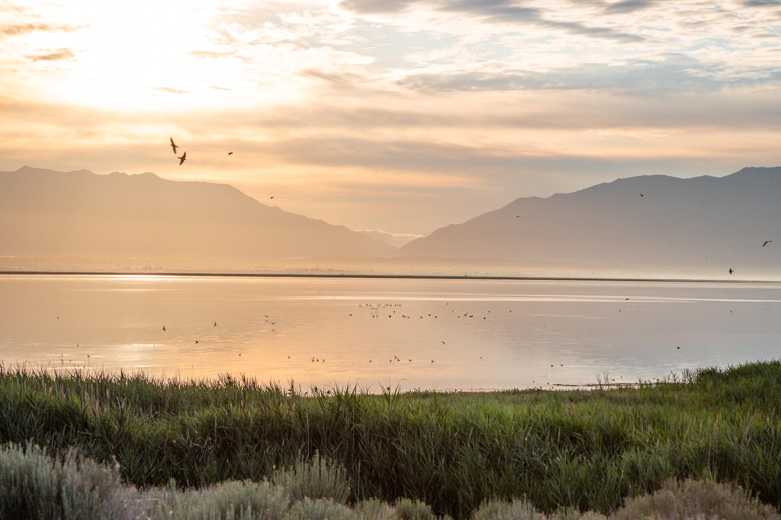 Birds over Salt Lake