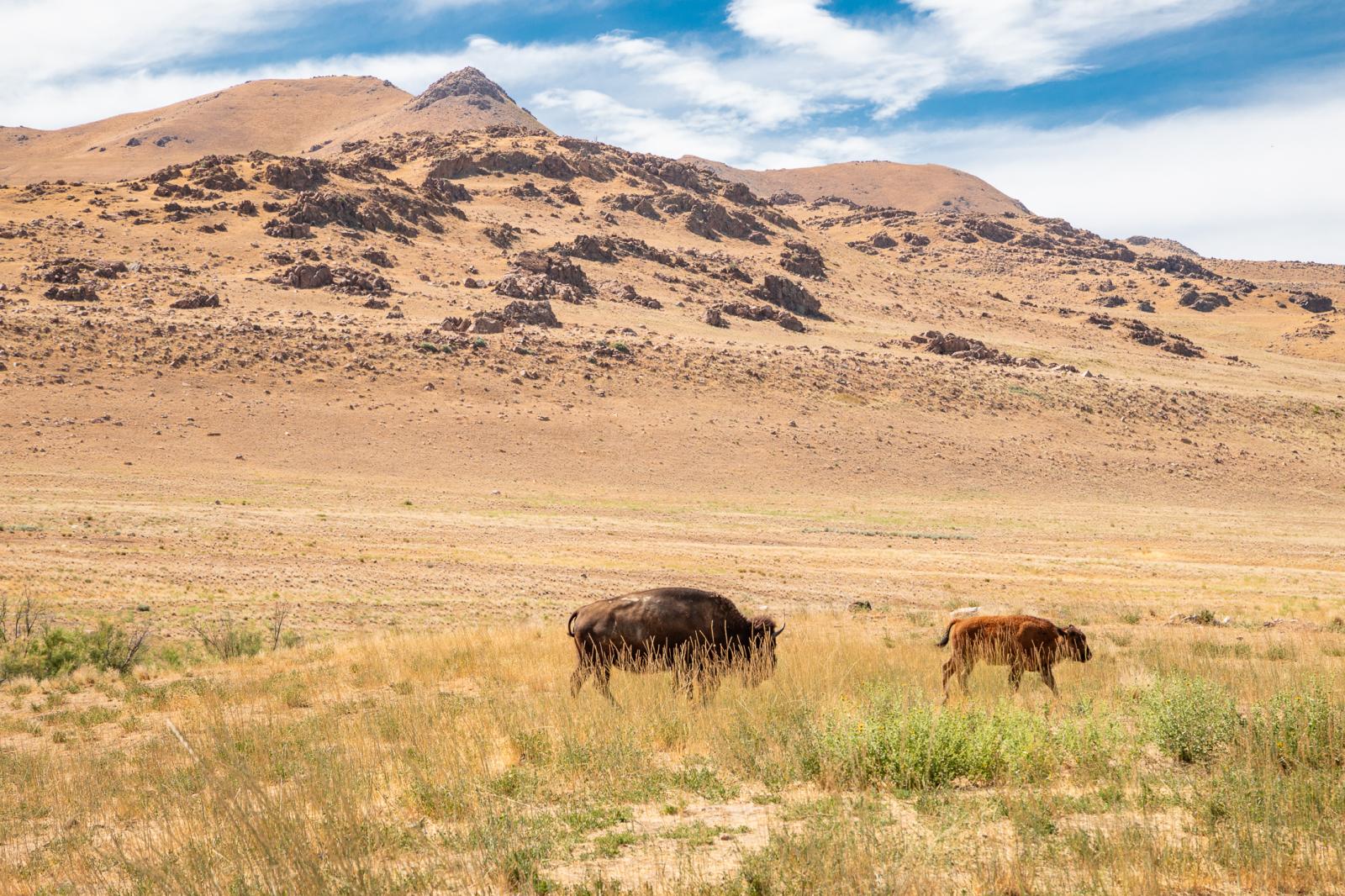 Mom and Calf Bison