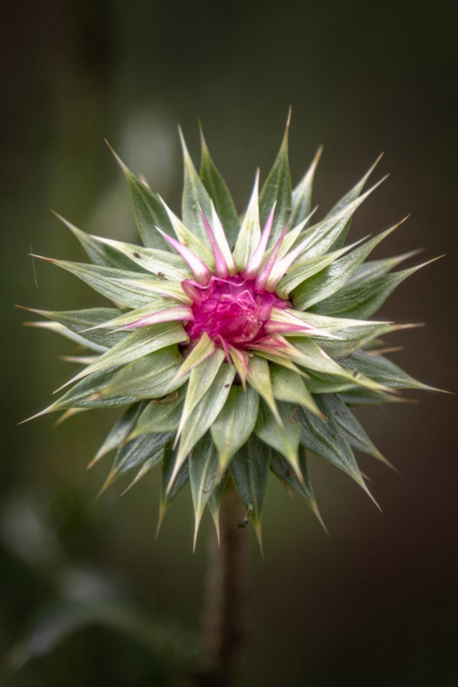 Flower Macro