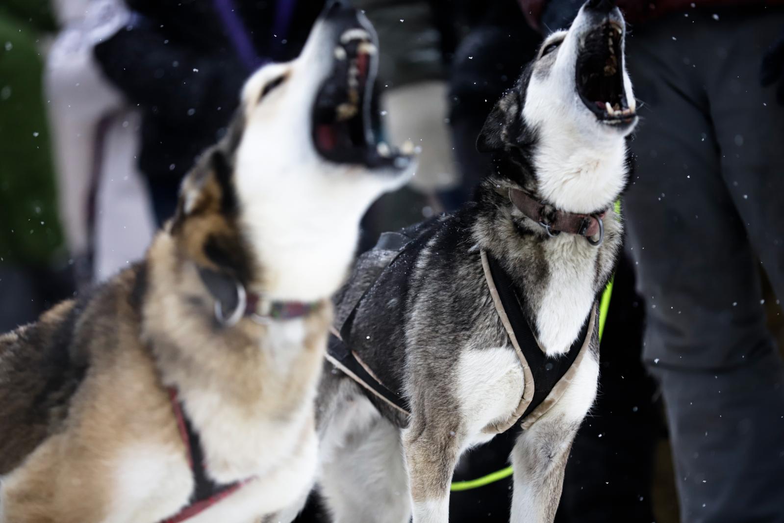 Howling Sled Dogs