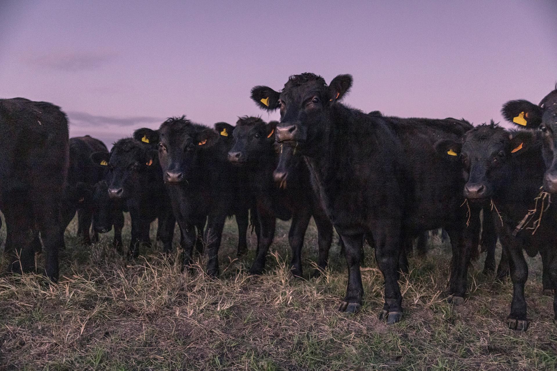 Uruguay Saw Opportunity in China. It Got Schooled in the Hazards of Trade | Sarah Pabst - Wagyu-Angus bull-calves stand on a meadow on the El Alamo estancia in Velazquez, Uruguay, on...