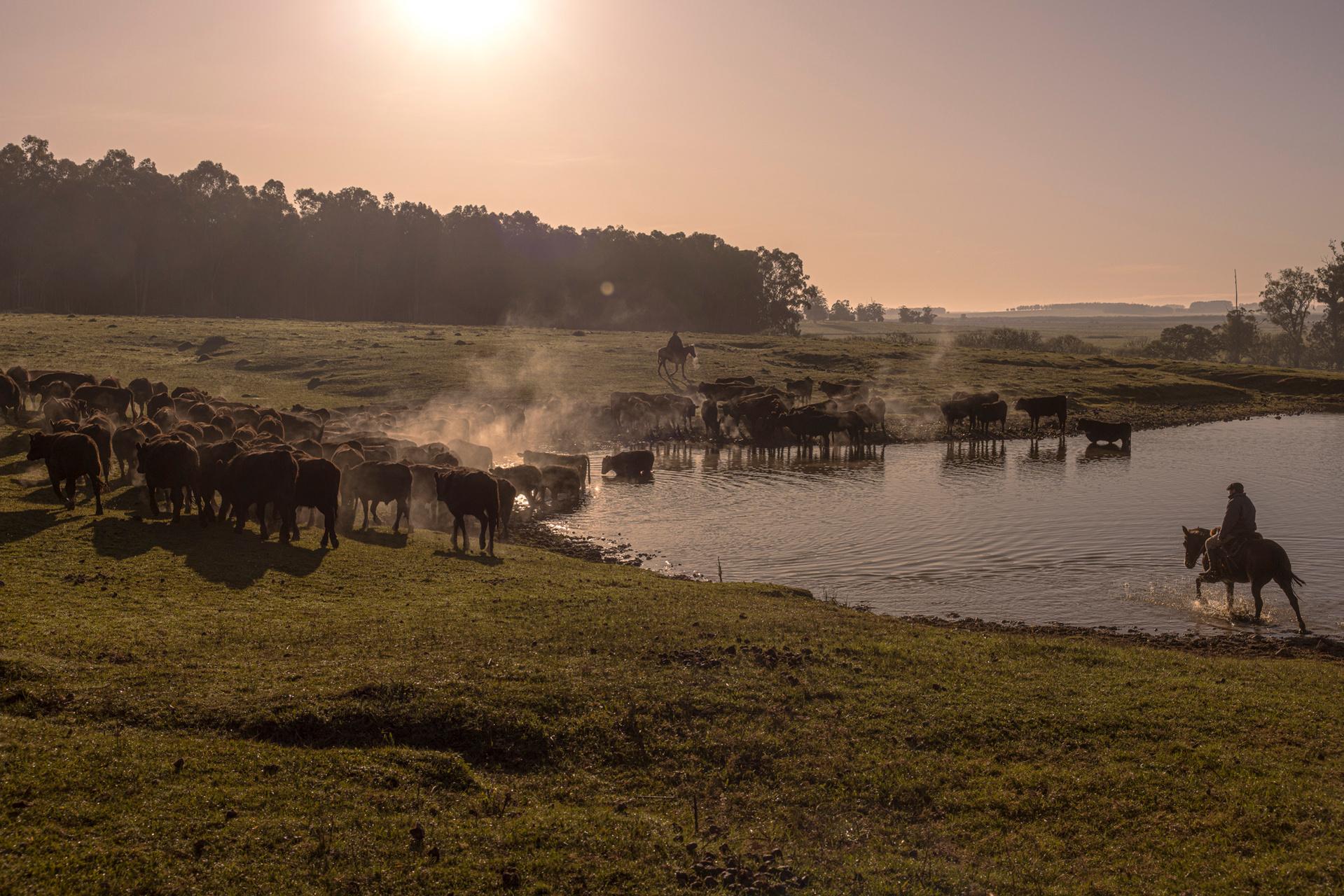 Uruguay Saw Opportunity in China. It Got Schooled in the Hazards of Trade | Sarah Pabst - The gauchos move a herd of Wagyu-Angus bull-calves that drink in a lake on the El Alamo estancia...