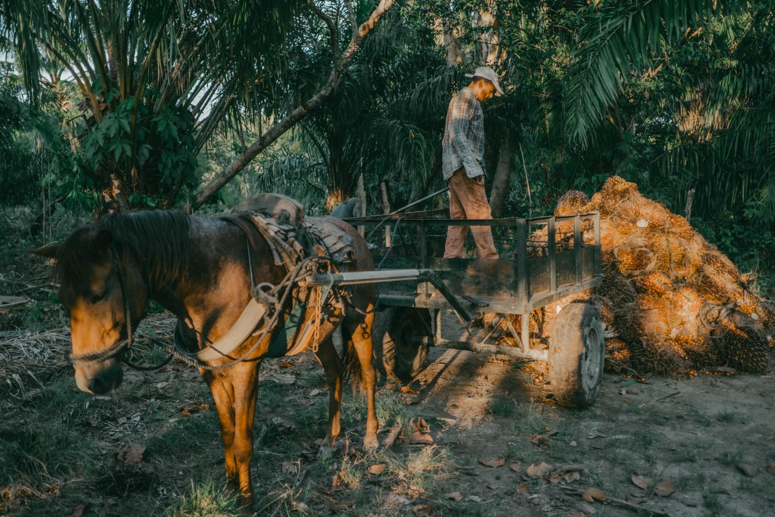 Santos Yanes oversees harvests ...care of my children.&rdquo;