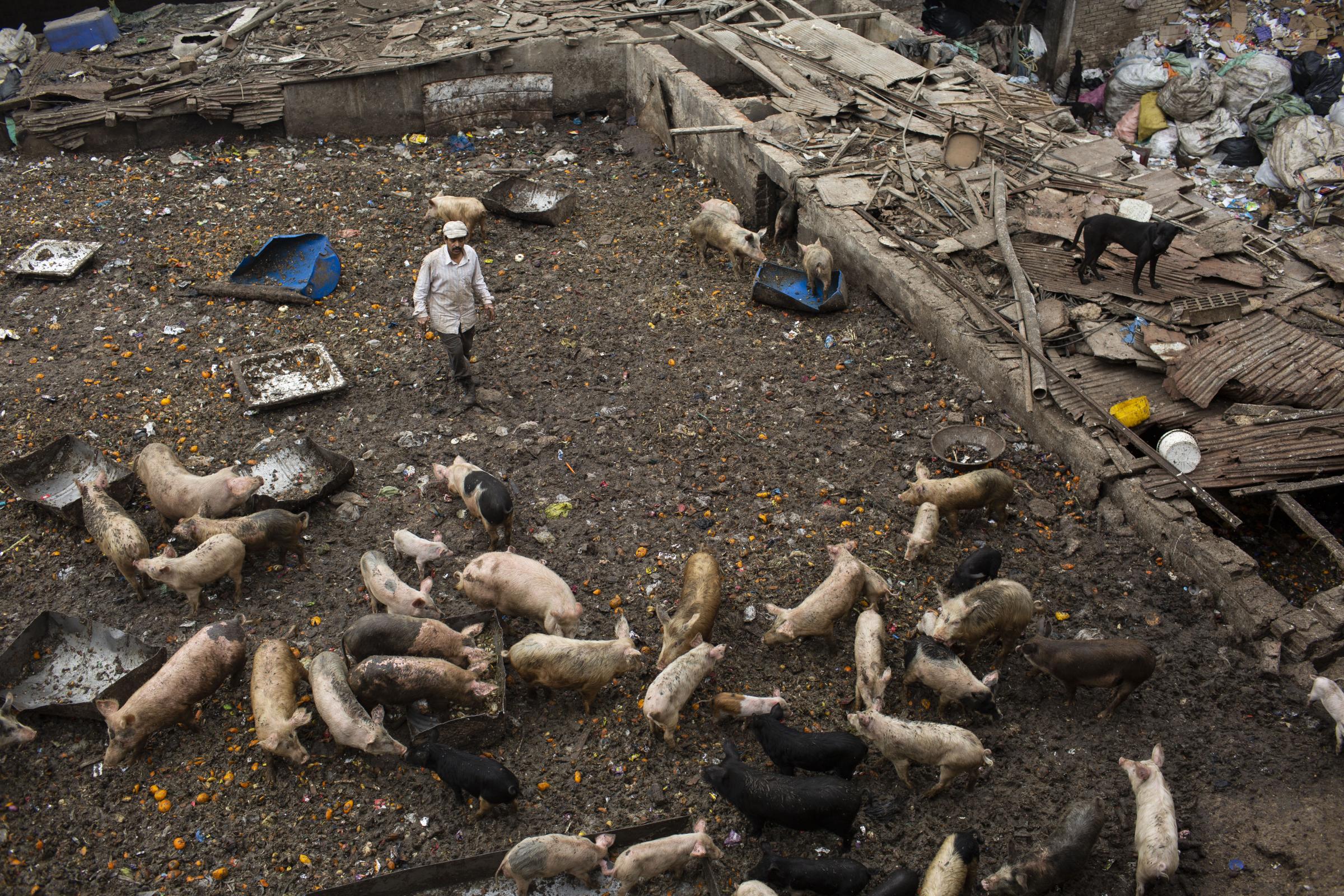 Pig farming in Cairo - 