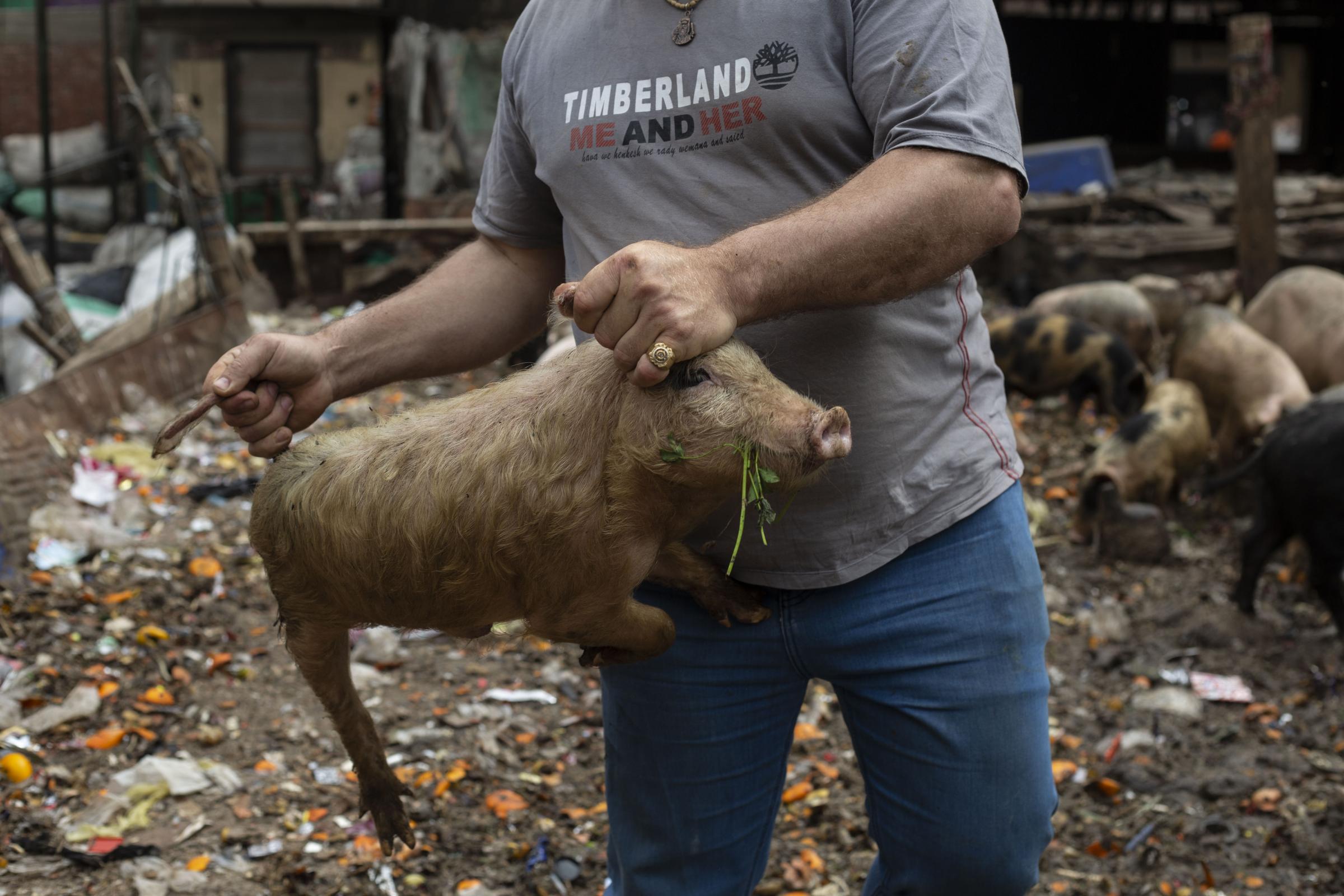 Pig farming in Cairo -   Manshiyet Nasser is famous for pig farming and garbage...