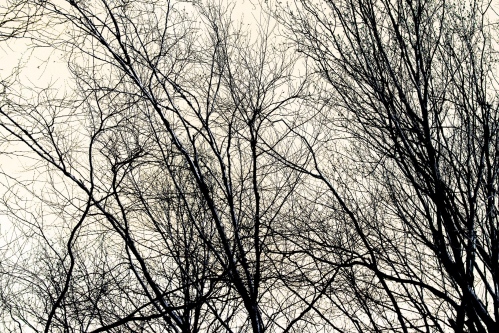 Branches - 