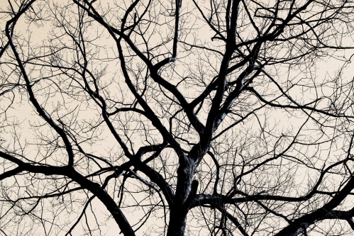 Branches - 