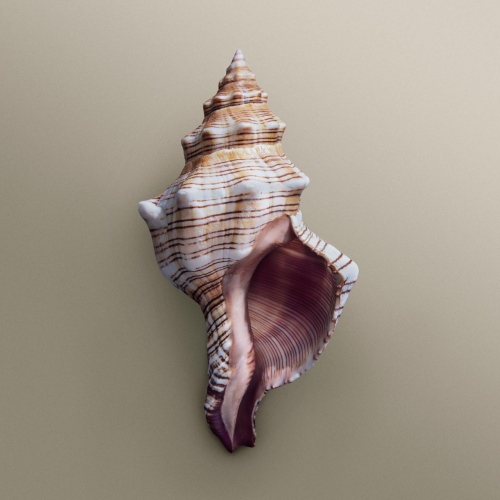 Shells - 