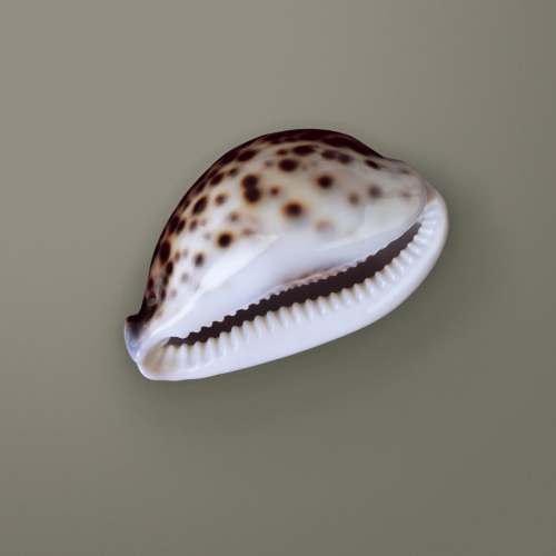 Shells - 