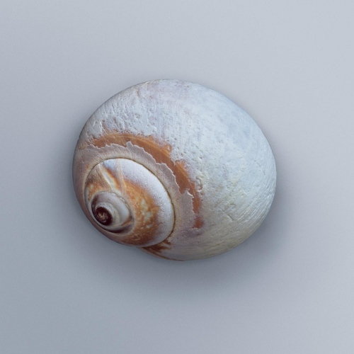Image from Shells
