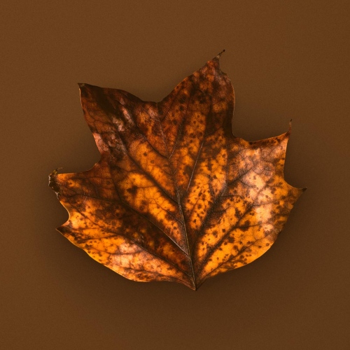Fall Leaf -                 
                