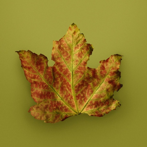 Image from Fall Leaf -                 
                