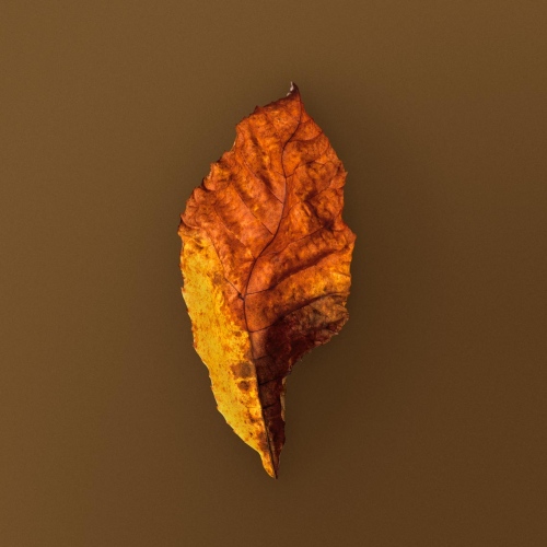 Fall Leaf -                 
                