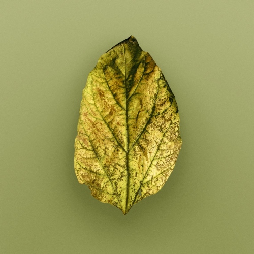 Image from Fall Leaf -                 
                