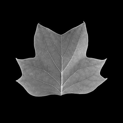 Winter Leaf (B&W) - 