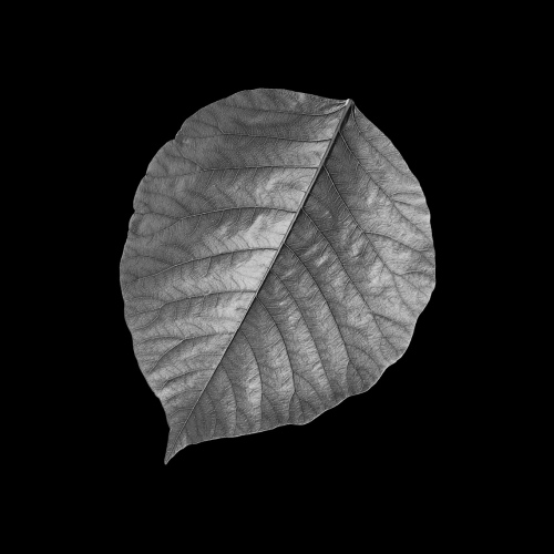 Image from Winter Leaf (B&W)
