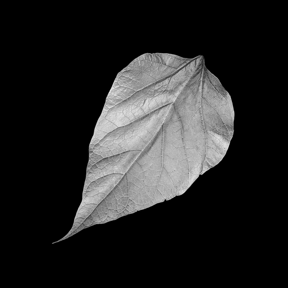 Winter Leaf (B&W)