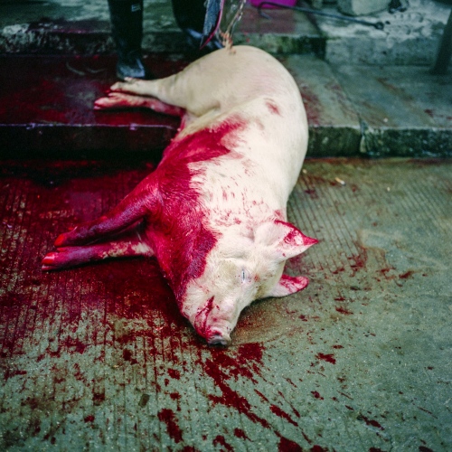 A pig in slaughtered in YungpanXu in the Jiangxi province in China.