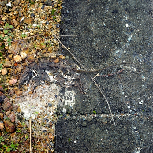 Image from The People's Health (Hiatus) - A rat rots by the side of the road in the Jiangxi...