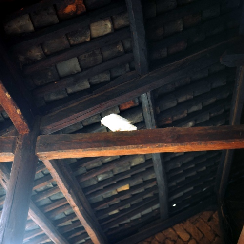 Image from The People's Health (Hiatus) - A dove sits above the head of a Chinese medical...