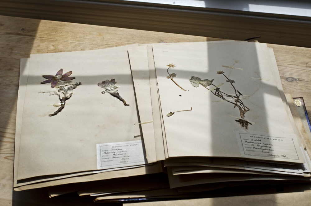  The herbarium. 