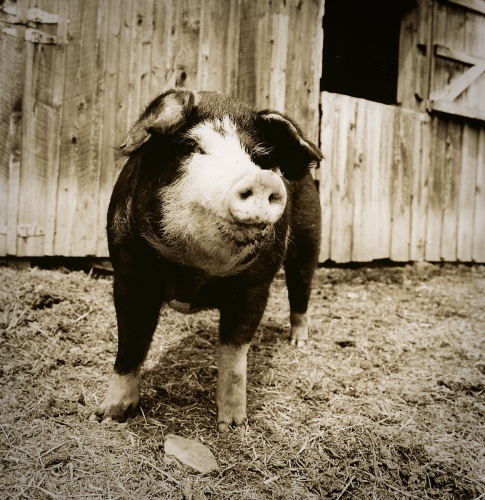 Image from Sanctuary -   Eddie, now living at Indraloka Sanctuary in...