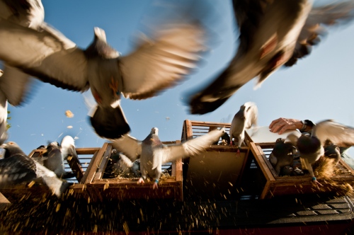 THE PIGEON RACERS OF BIDDEFORD MAINE: Birds, People, and an Ancient Sport