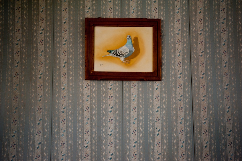 The Pigeon Racers of Biddeford, Maine - ...
