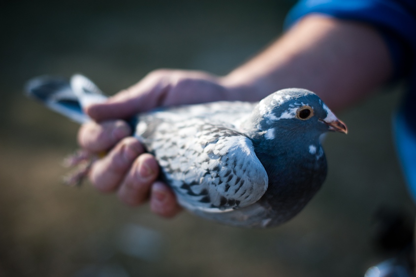 The Pigeon Racers of Biddeford, Maine