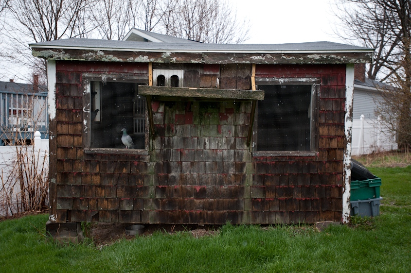 The Pigeon Racers of Biddeford, Maine - ...