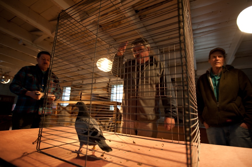 The Pigeon Racers of Biddeford, Maine
