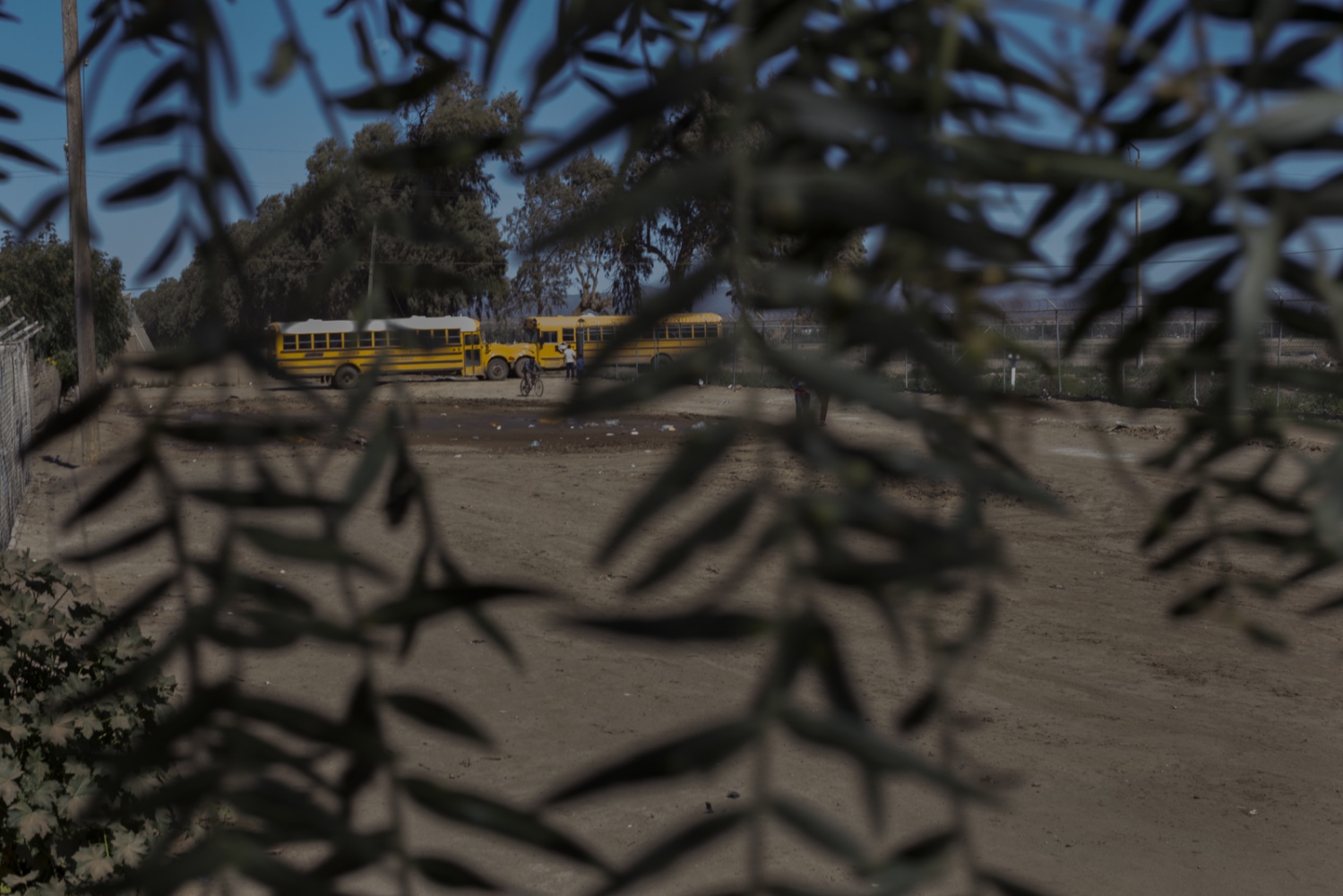  School buses used for transportation of farmworkers to the fields. In San Quintin, thousands of...