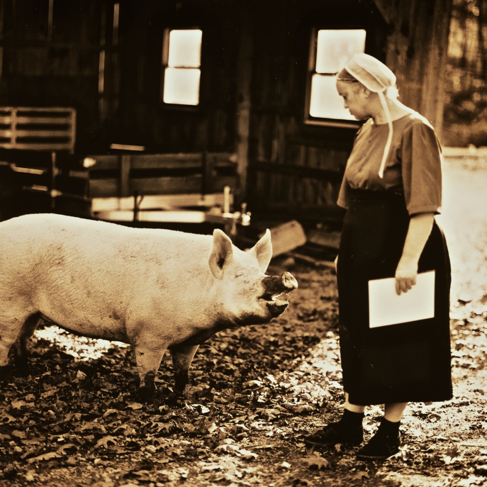 Art and Documentary Photography - Loading Mrs_King___the_Pig.jpg