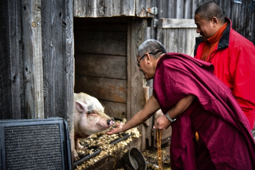 Sanctuary -   Blessing of a rescued pig by visiting Tibetan monks,...