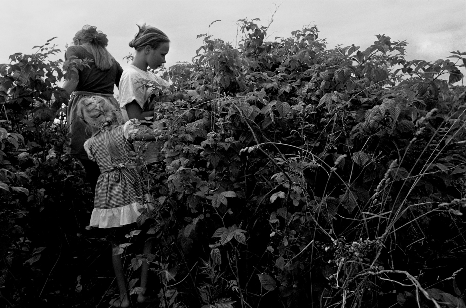 Russia - The Village of Anufrievo - Children of the Rogov family gather raspberries.