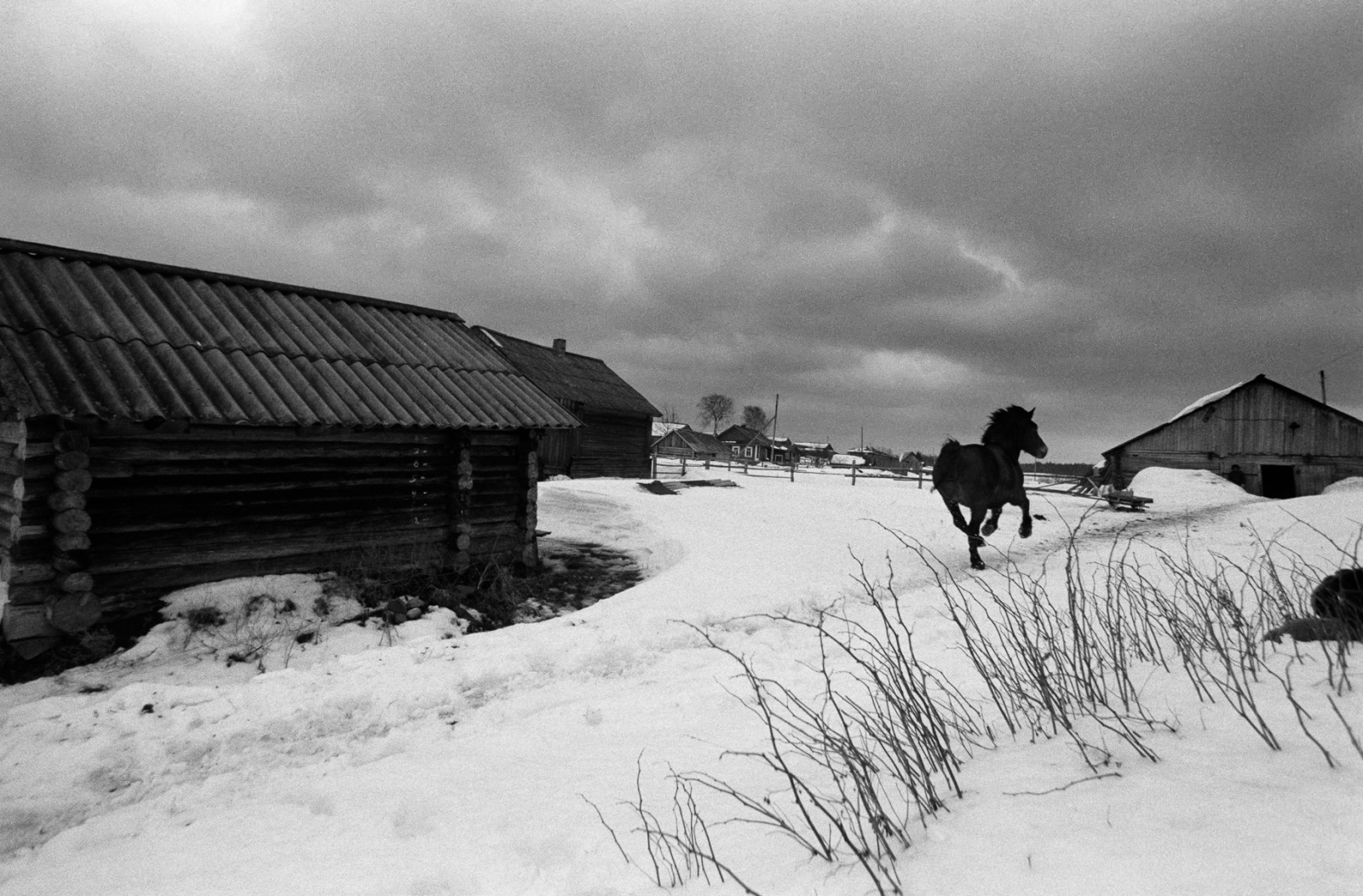 Russia - The Village of Anufrievo - The village horse is let out to gallop through the snow.