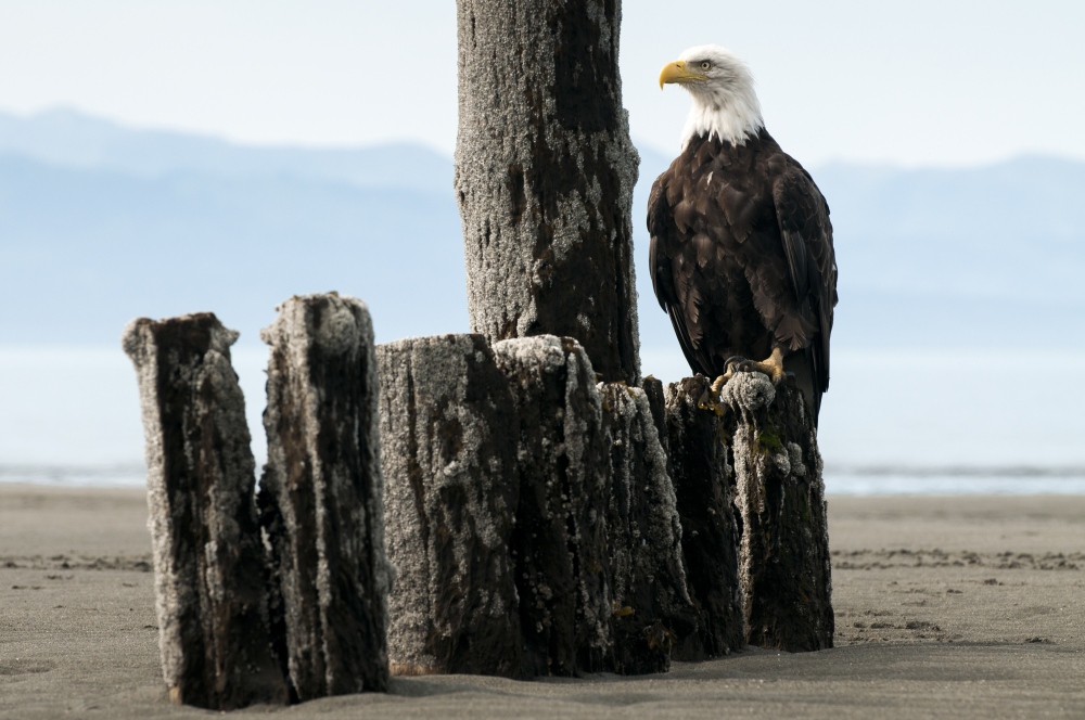 An American bald eagle sits on ...gs in Homer, AK August 8, 2009.